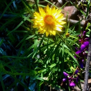 Xerochrysum viscosum at Bruce, ACT - 1 Oct 2020