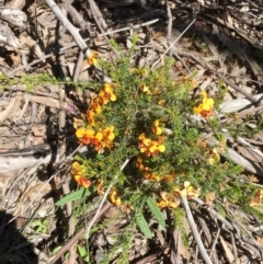 Dillwynia phylicoides (A Parrot-pea) at Gossan Hill - 30 Sep 2020 by goyenjudy