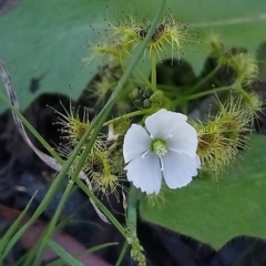 Drosera gunniana (Pale Sundew) at Kambah, ACT - 3 Oct 2020 by RosemaryRoth