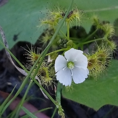 Drosera gunniana (Pale Sundew) at Kambah, ACT - 3 Oct 2020 by RosemaryRoth