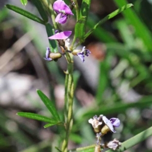 Glycine clandestina at O'Connor, ACT - 2 Oct 2020