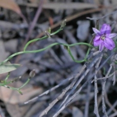 Thysanotus patersonii at O'Connor, ACT - 2 Oct 2020