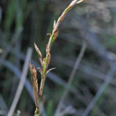 Lepidosperma laterale (Variable Sword Sedge) at O'Connor, ACT - 2 Oct 2020 by ConBoekel