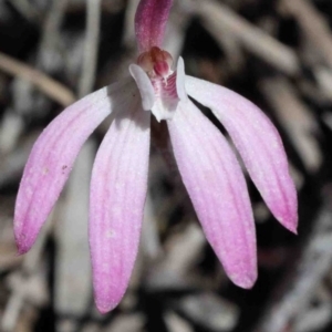 Caladenia fuscata at O'Connor, ACT - suppressed