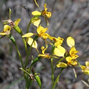 Diuris nigromontana at O'Connor, ACT - 2 Oct 2020