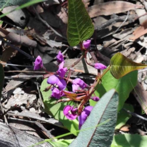 Hardenbergia violacea at O'Connor, ACT - 2 Oct 2020 12:58 PM