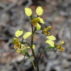 Diuris nigromontana (Black Mountain Leopard Orchid) at Dryandra St Woodland - 2 Oct 2020 by ConBoekel