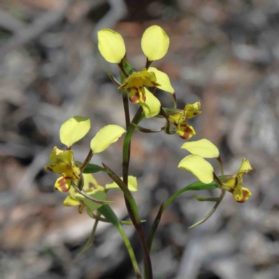 Diuris nigromontana (Black Mountain Leopard Orchid) at O'Connor, ACT - 2 Oct 2020 by ConBoekel