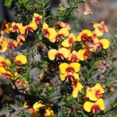 Dillwynia phylicoides (A Parrot-pea) at O'Connor, ACT - 2 Oct 2020 by ConBoekel