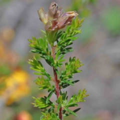 Dillwynia phylicoides at O'Connor, ACT - 2 Oct 2020