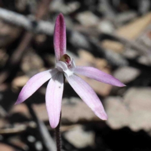 Caladenia fuscata at O'Connor, ACT - 2 Oct 2020