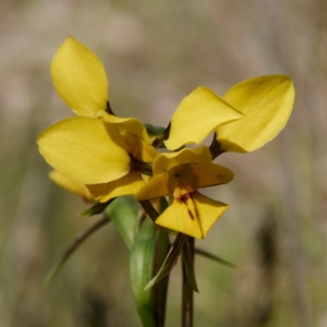 Diuris sp. (hybrid) at Kaleen, ACT - 1 Oct 2020