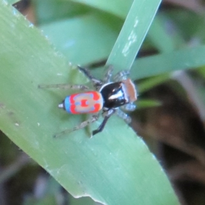 Maratus pavonis (Dunn's peacock spider) at Flynn, ACT - 3 Oct 2020 by Christine