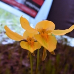 Diuris amabilis (Large Golden Moth) at Kaleen, ACT - 19 Oct 2016 by CathB