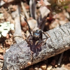 Maratus chrysomelas (Variable Peacock Spider) at Majura, ACT - 2 Oct 2020 by CathB