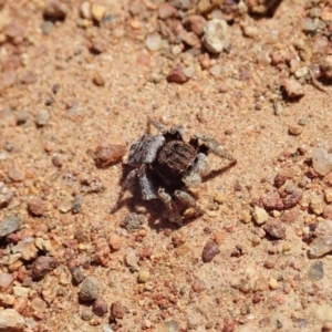 Maratus vespertilio at Majura, ACT - suppressed