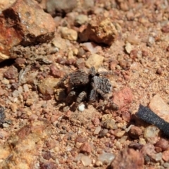 Maratus vespertilio at Majura, ACT - suppressed