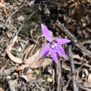 Glossodia major at Bruce, ACT - 3 Oct 2020