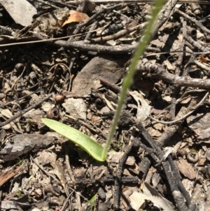 Glossodia major at Bruce, ACT - 3 Oct 2020