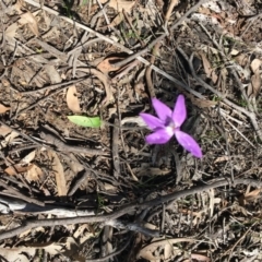 Glossodia major at Bruce, ACT - 3 Oct 2020