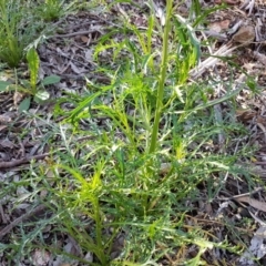 Lepidium pseudotasmanicum (Shade Peppercress) at Bywong, NSW - 23 Sep 2020 by DJohnson