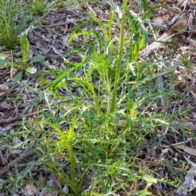 Lepidium pseudotasmanicum (Shade Peppercress) at Bywong, NSW - 23 Sep 2020 by DJohnson