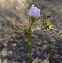 Drosera auriculata (Tall Sundew) at Rugosa - 2 Oct 2020 by SenexRugosus