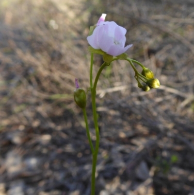 Drosera auriculata (Tall Sundew) at Yass River, NSW - 2 Oct 2020 by SenexRugosus