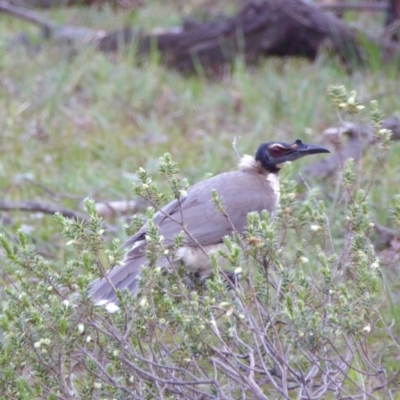 Philemon corniculatus (Noisy Friarbird) at Rugosa - 2 Oct 2020 by SenexRugosus