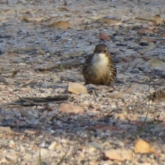 Cormobates leucophaea (White-throated Treecreeper) at Yass River, NSW - 2 Oct 2020 by SenexRugosus