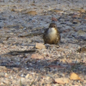 Cormobates leucophaea at Yass River, NSW - 2 Oct 2020