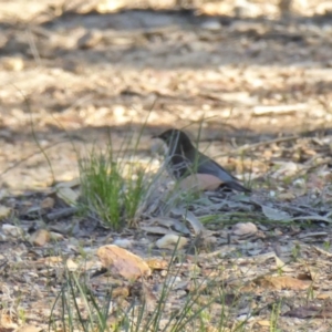 Cormobates leucophaea at Yass River, NSW - 2 Oct 2020