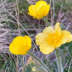 Ranunculus graniticola (Granite Buttercup) at Burra, NSW - 25 Sep 2020 by Safarigirl