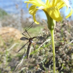 Geranomyia sp. (genus) at Yass River, NSW - 3 Oct 2020