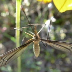 Geranomyia sp. (genus) at Yass River, NSW - 3 Oct 2020