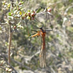 Harpobittacus australis (Hangingfly) at Rugosa - 3 Oct 2020 by SenexRugosus