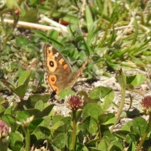 Junonia villida at Fadden, ACT - 3 Oct 2020 12:43 PM