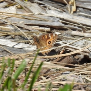 Junonia villida at Fadden, ACT - 3 Oct 2020 12:43 PM