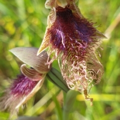 Calochilus robertsonii (Beard Orchid) at West Albury, NSW - 26 Sep 2020 by ClaireSee