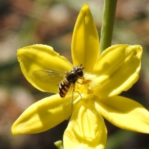 Melangyna viridiceps at Fadden, ACT - 3 Oct 2020 01:01 PM