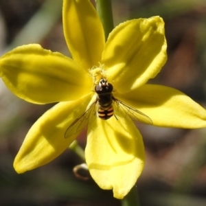 Melangyna viridiceps at Fadden, ACT - 3 Oct 2020 01:01 PM