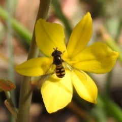 Melangyna viridiceps at Fadden, ACT - 3 Oct 2020 01:01 PM