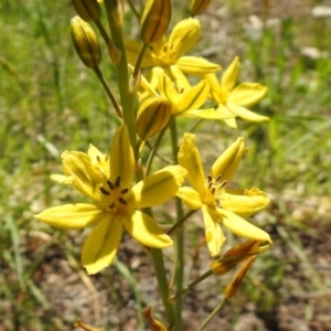 Bulbine bulbosa at Fadden, ACT - 3 Oct 2020