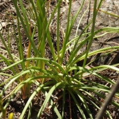 Bulbine bulbosa at Fadden, ACT - 3 Oct 2020 12:59 PM