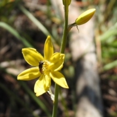 Bulbine bulbosa at Fadden, ACT - 3 Oct 2020