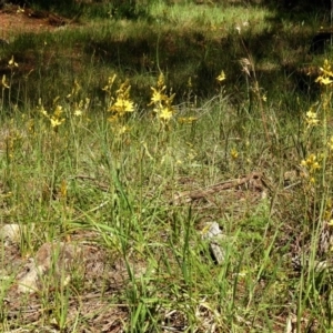 Bulbine bulbosa at Fadden, ACT - 3 Oct 2020 12:59 PM