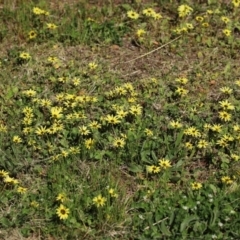 Arctotheca calendula (Capeweed, Cape Dandelion) at Fadden, ACT - 3 Oct 2020 by RodDeb