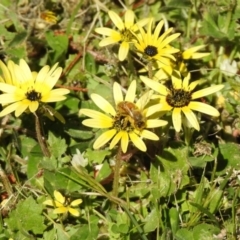 Arctotheca calendula at Fadden, ACT - 3 Oct 2020