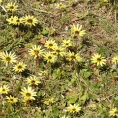 Arctotheca calendula at Fadden, ACT - 3 Oct 2020