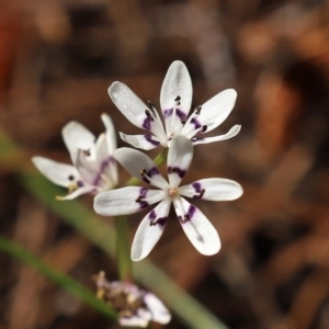 Wurmbea dioica subsp. dioica at Fadden, ACT - 3 Oct 2020